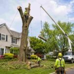 Safe and Effective Hazardous Tree Removal