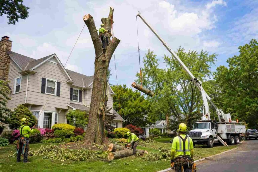 Safe and Effective Hazardous Tree Removal