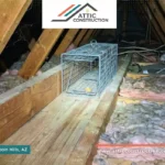 Rodent Control and Prevention
